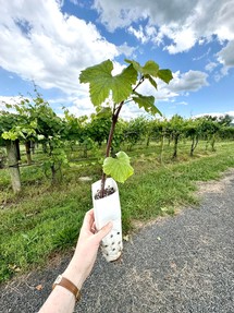 Vines for Sale in the Tasting Room